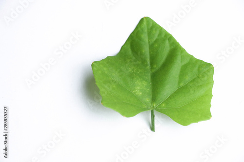 Lvy Gourd, Coccinia  vegetable green leave and good ingredient for Asian food with vitamin photo