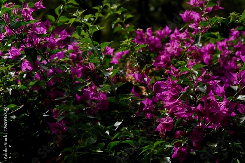 pink flowers in the garden