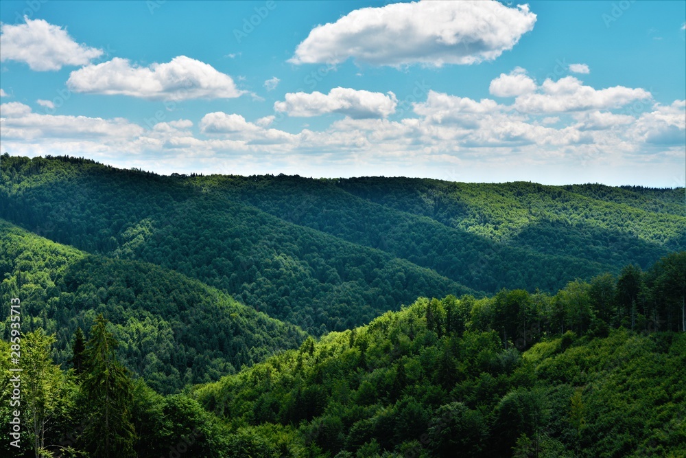 Obraz premium landscape with forested mountains