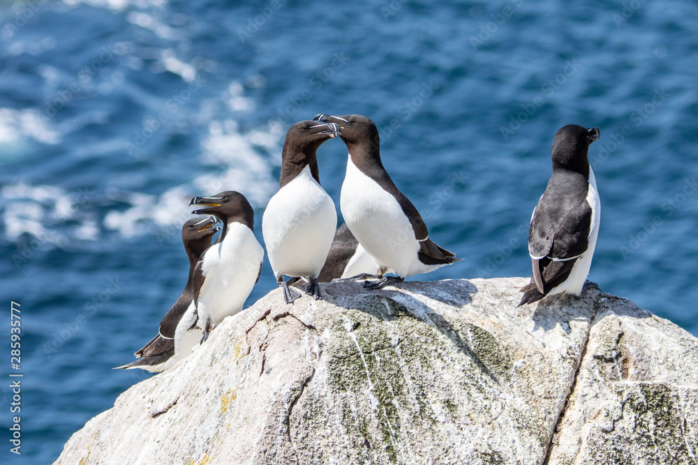 Fototapeta premium Guillemots 1