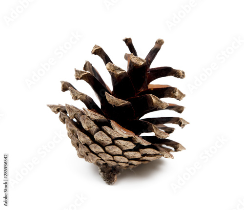 Cone pine isolated on white background