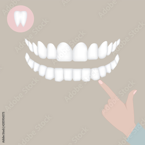 Dentist hand finger shows on white teeth - vector. Tooth protection.