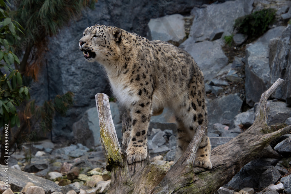 Schneeleopard Schneeleopard