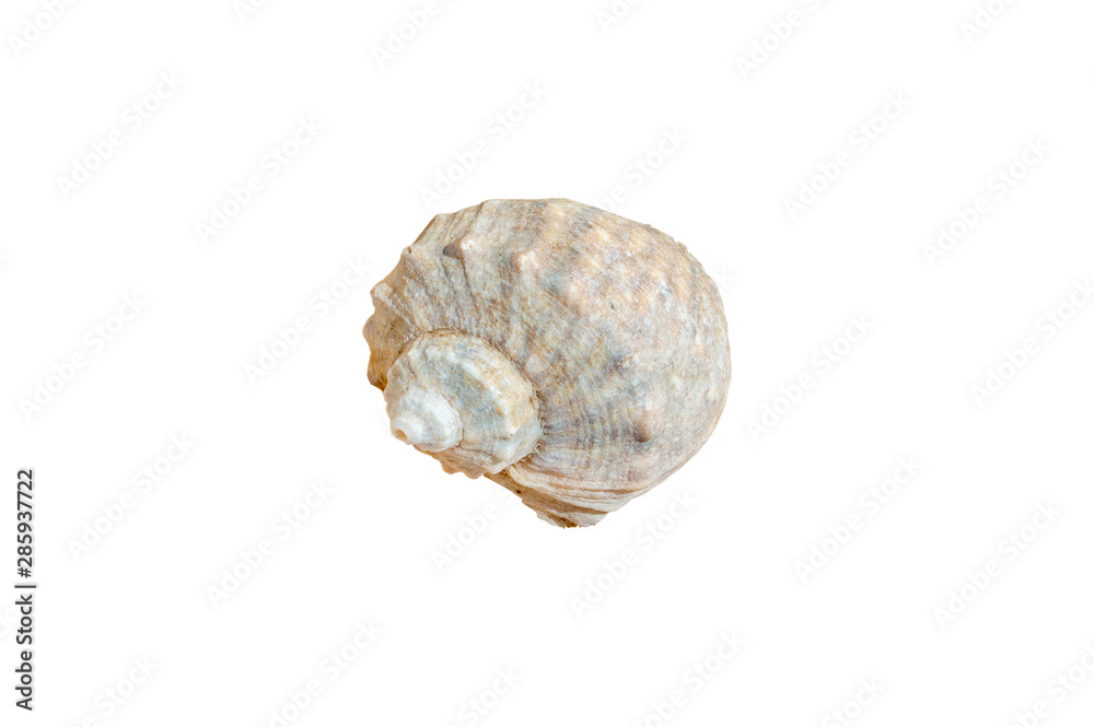 Seashell in close-up isolated on a white background Seashell in close-up isolated on a white background