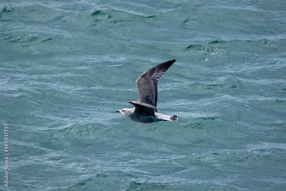 Naklejka premium European Herring Gull - Seagull 