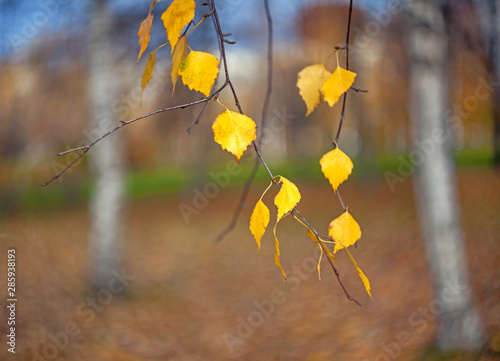 Yellow autumn leaves of a Birch tree on a branch on a blurred background of tree trunks.