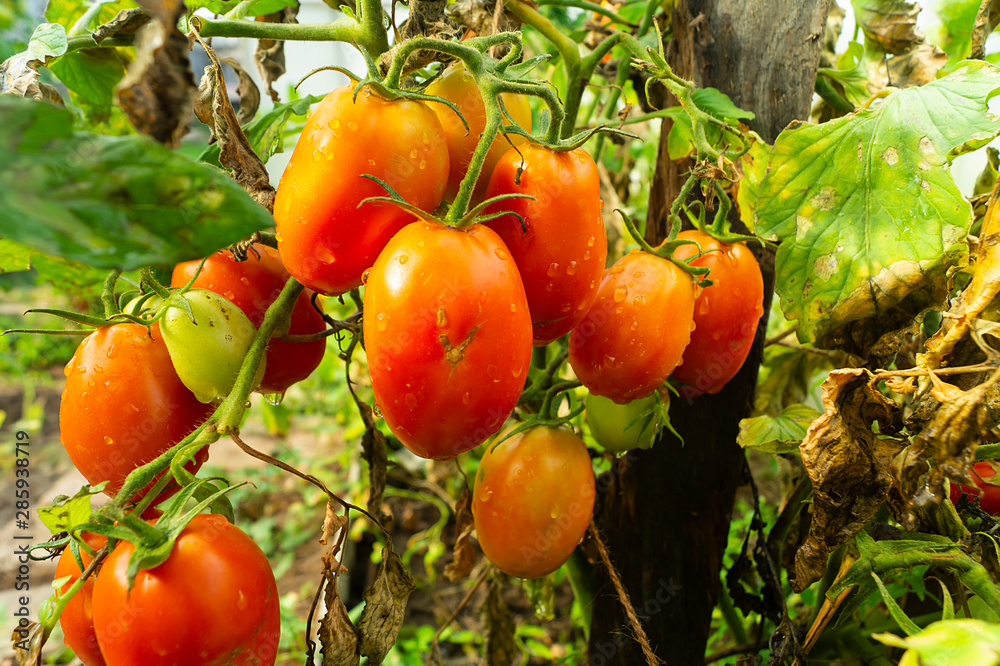 Ripe tomato on branch in hothouse