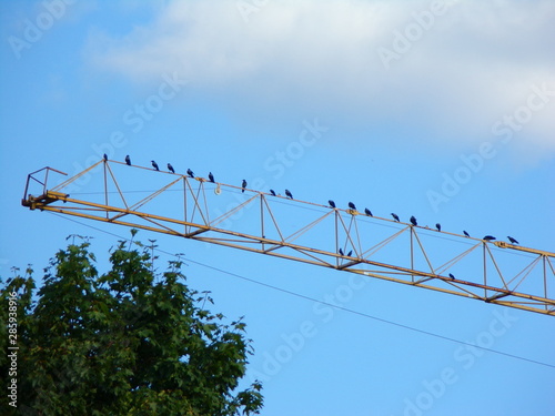 Crows on a crane in the building under construction in Vilnius