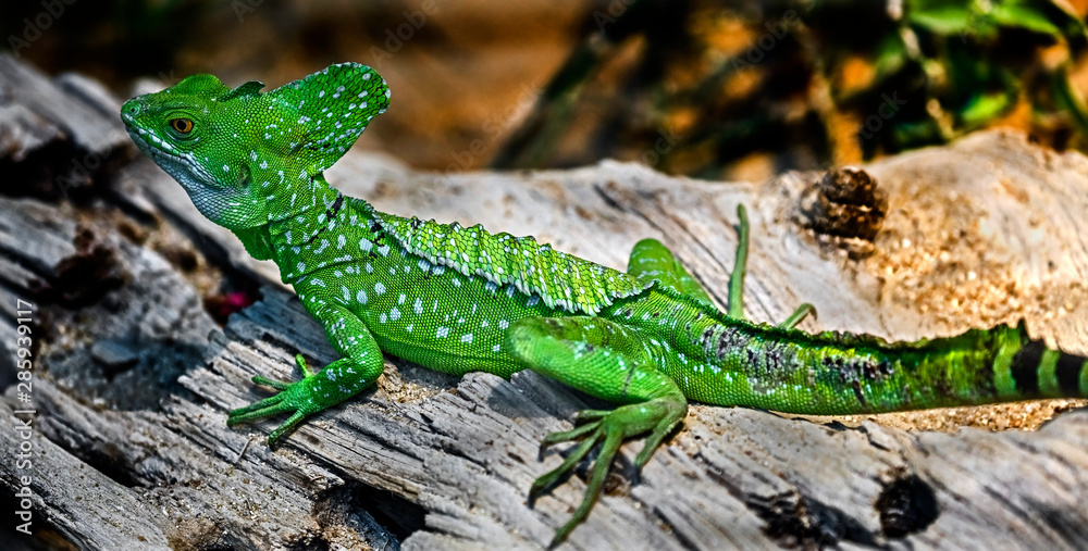 Green basilisk on the beam. Latin name - Basilicus plumifrons Green basilisk on the beam. Latin name - Basilicus plumifrons