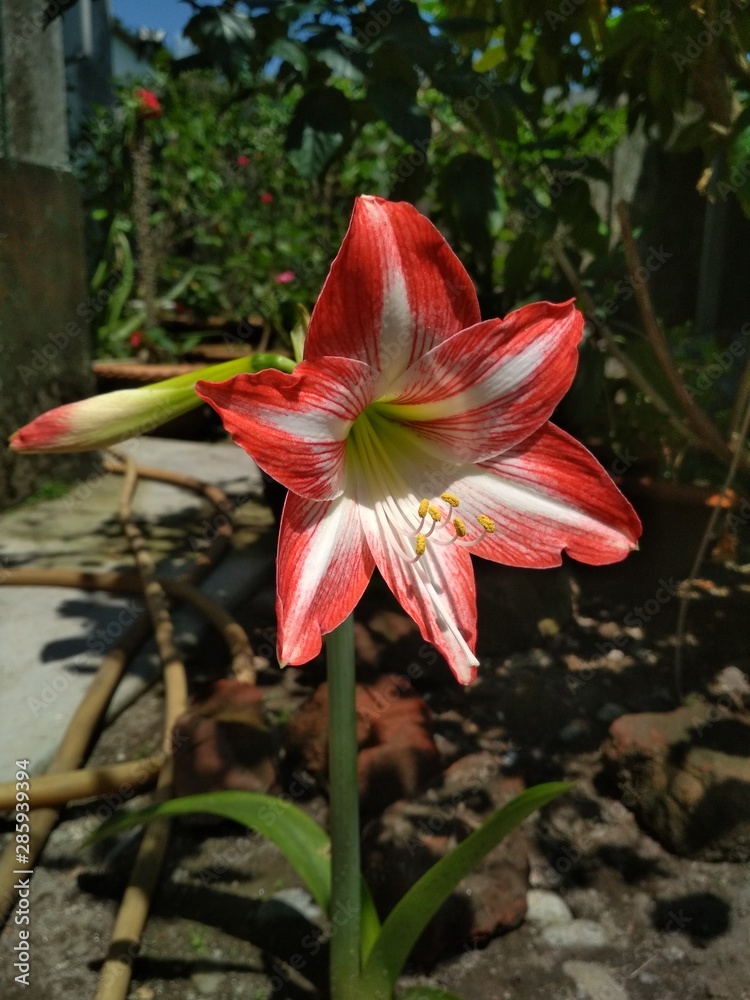 Obraz premium flower in garden