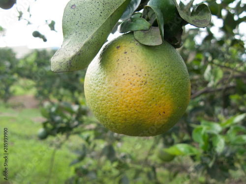 Orange citrus trees orchard heavily infected with huanglongbing HLB yellow dragon or citrus greening plague deadly disease caused by candidatus liberibacter bacteria photo
