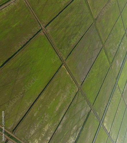 Growing rice on flooded fields. Ripe rice in the field, the begi photo