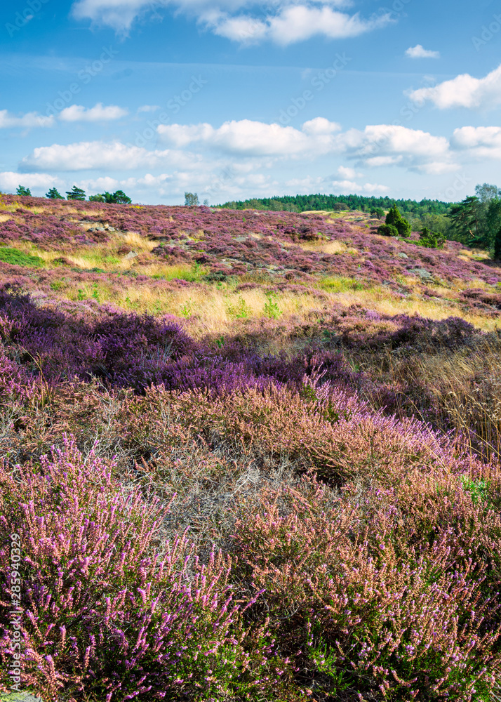 Heather growth matching Lavender fileds Heather growth matching Lavender fileds