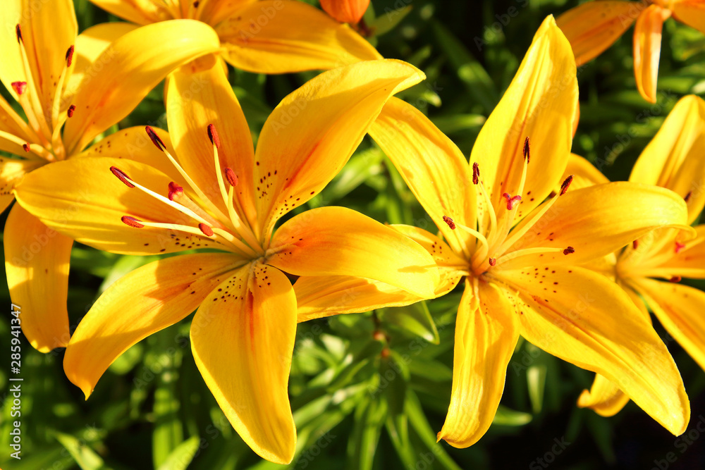 Beautiful bright yellow lily flowers. Close-up. Background. Texture. Beautiful bright yellow lily flowers. Close-up. Background. Texture.