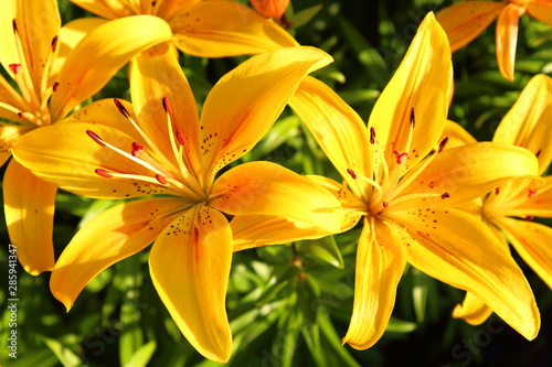 Beautiful bright yellow lily flowers. Close-up. Background. Texture.