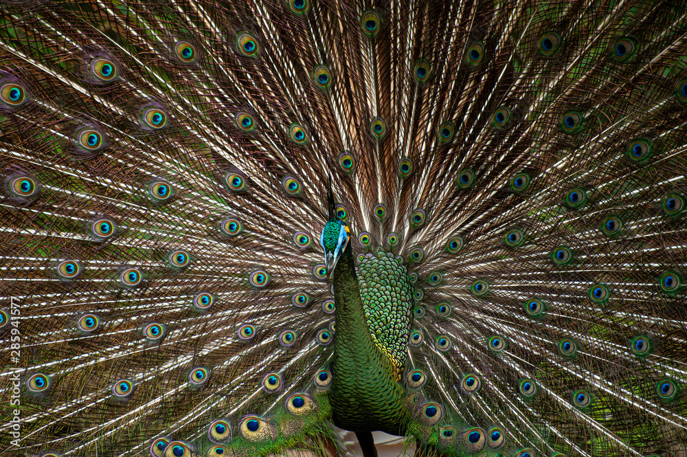 Obraz premium beautiful peacock