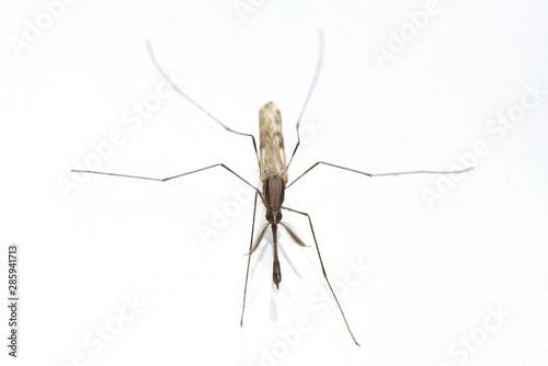 雄の蚊