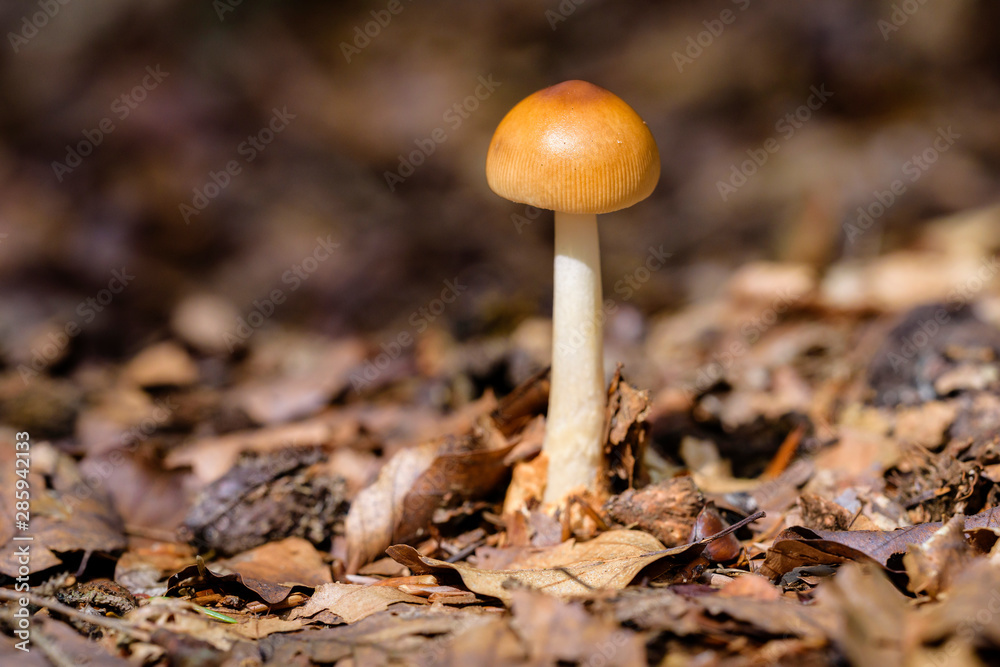 Tawny Grisette mushroom(Amanita fulva)in the forest Tawny Grisette mushroom(Amanita fulva)in the forest
