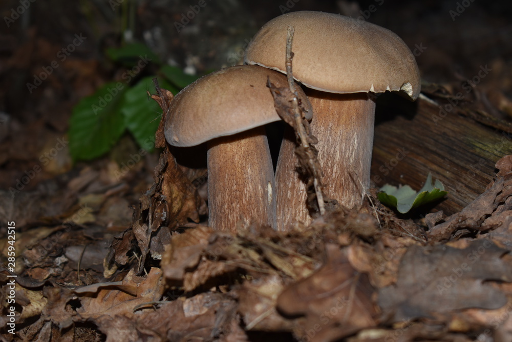 Fototapeta premium mushroom in the forest