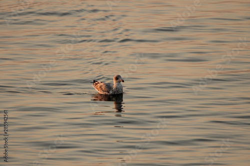 a young seagull swims in the sea closeup in summer