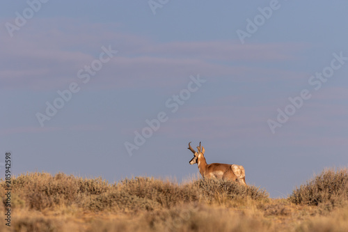 Nice Pronghorn Antelope Buck