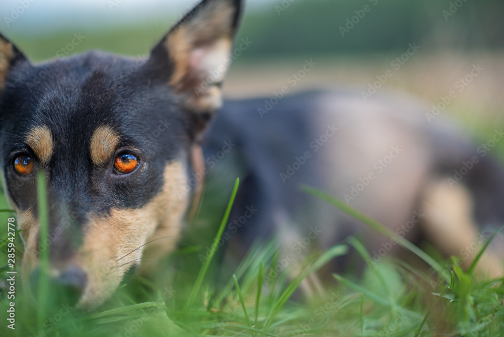 Portrait of a dog in the grass in the forest. Portrait of a dog in the grass in the forest.