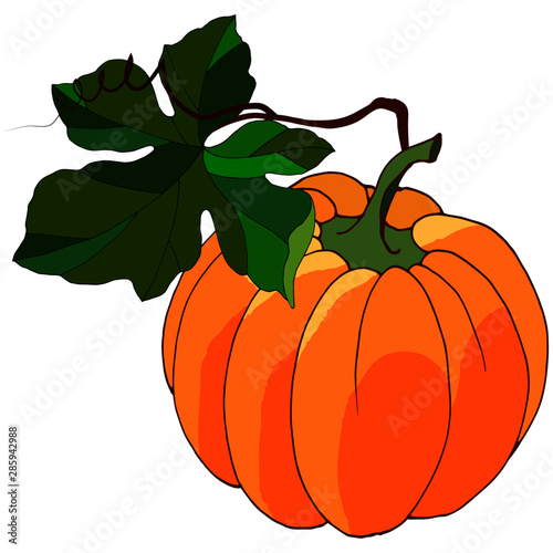 Isolate on a white background, autumn pumpkin