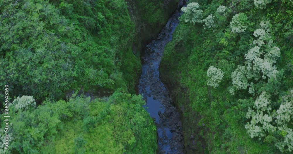 Top down shot following a jungle river with lush greenery and trees Top down shot following a jungle river with lush greenery and trees