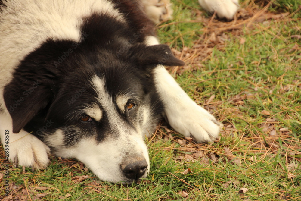 köpek köpek