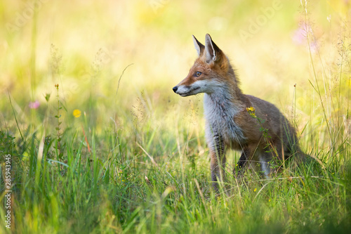 Young red fox, vulpes vulpes, looking aside in summer on green meadow with copy space. Wild animal in nature at sunset with positive sentiment.