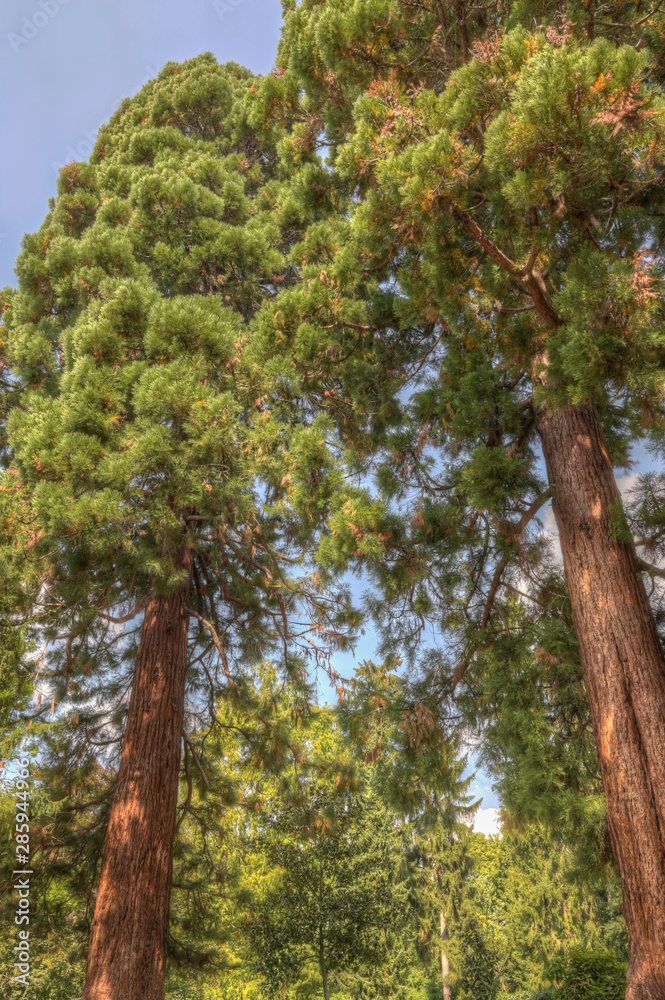 Fototapeta premium Mammutbaum - Sequoiadendron giganteum