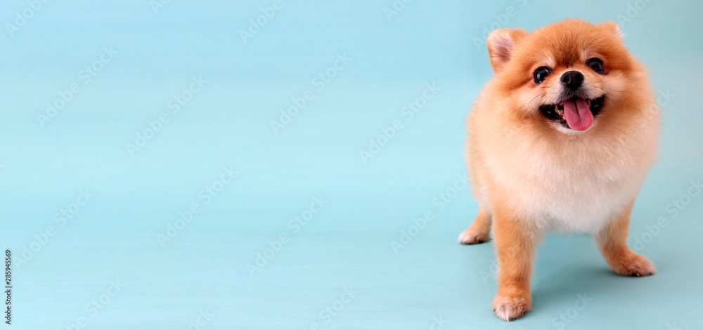 Fototapeta Pomeranian dog with blue backdrop.