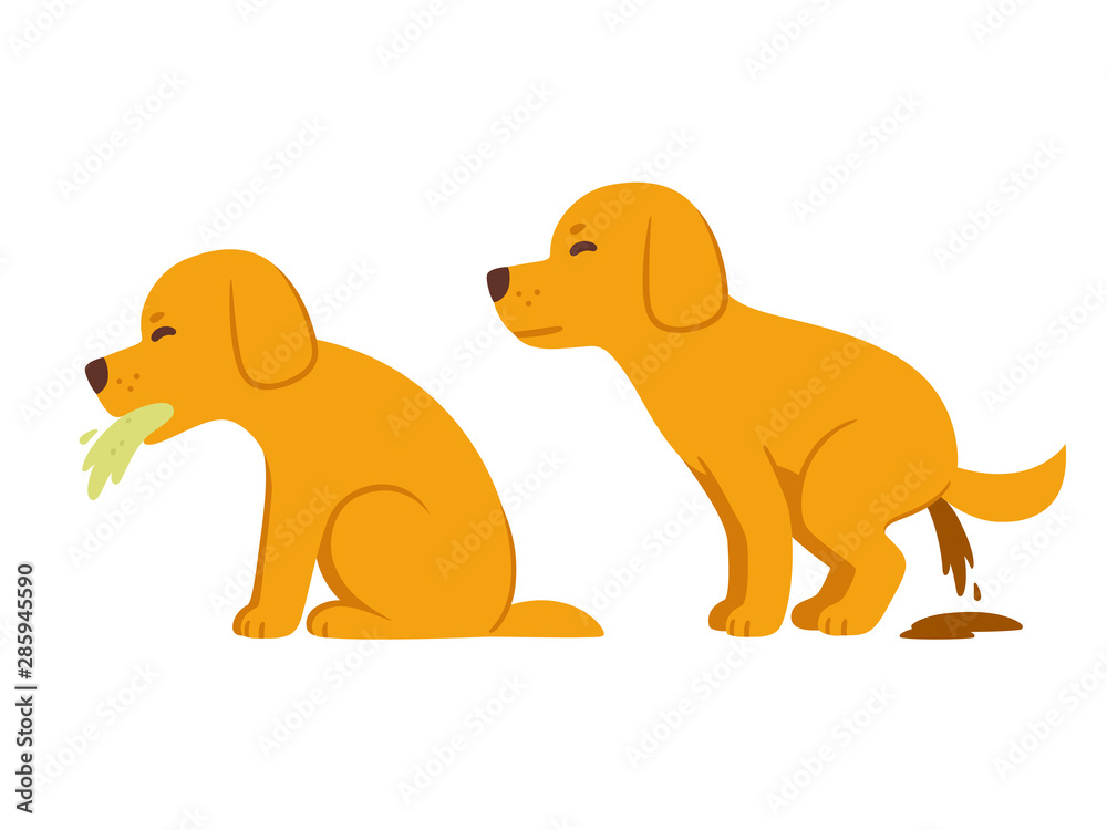 Dog has diarrhea 2024 and vomiting yellow