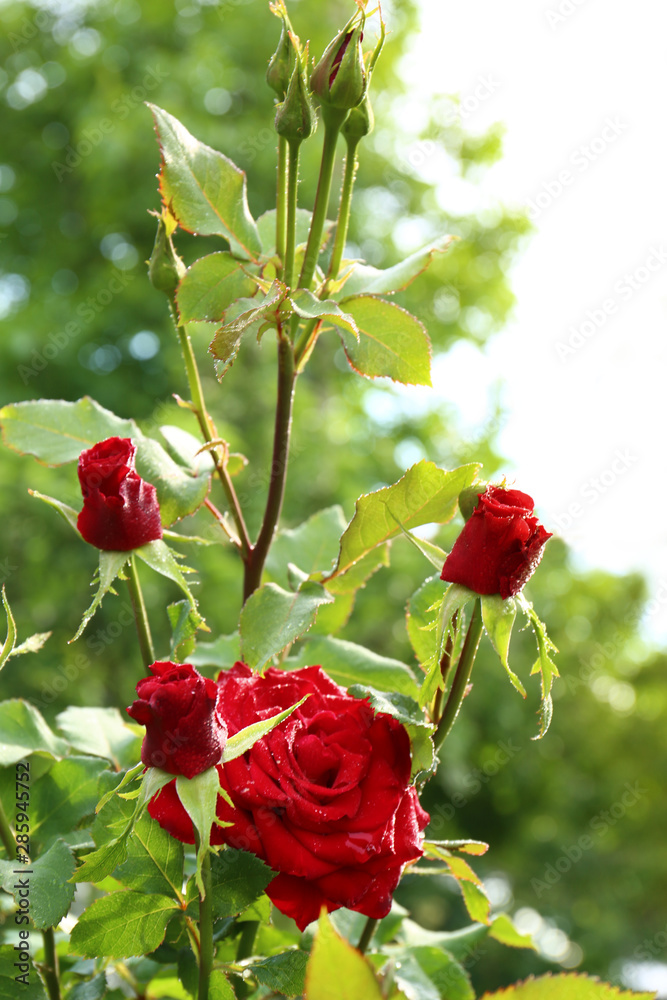 Obraz premium Beautiful blooming roses with water drops in garden on summer day
