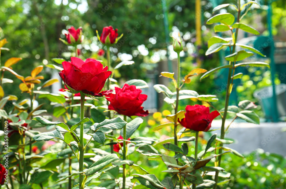 Beautiful blooming roses in green garden on sunny day Beautiful blooming roses in green garden on sunny day