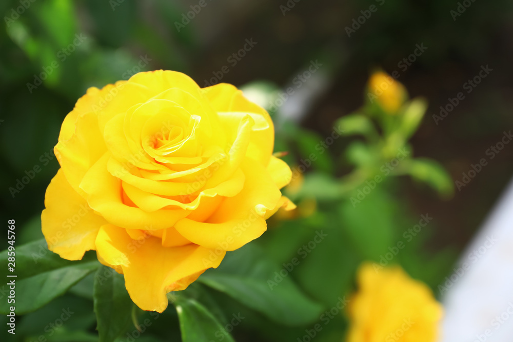 Beautiful blooming yellow rose in garden on summer day, closeup. Space for text Beautiful blooming yellow rose in garden on summer day, closeup. Space for text