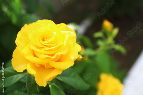 Beautiful blooming yellow rose in garden on summer day  closeup. Space for text