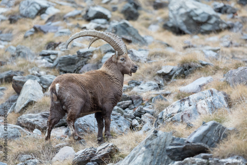 Portrait of Ibex mountain (Capra ibex) Portrait of Ibex mountain (Capra ibex)