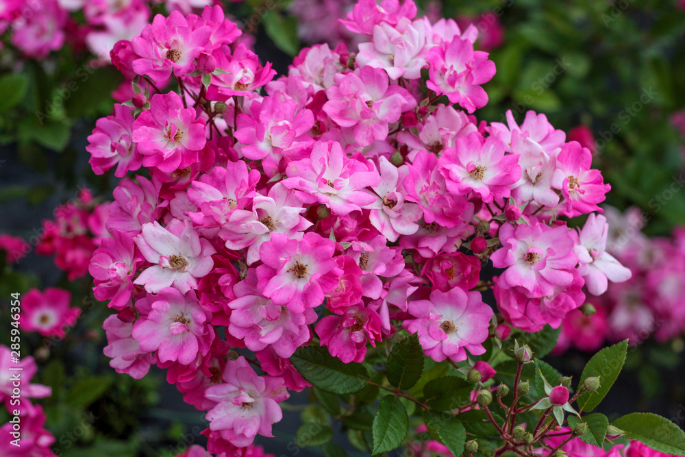 beautiful flowers in nature in the botanical garden beautiful flowers in nature in the botanical garden