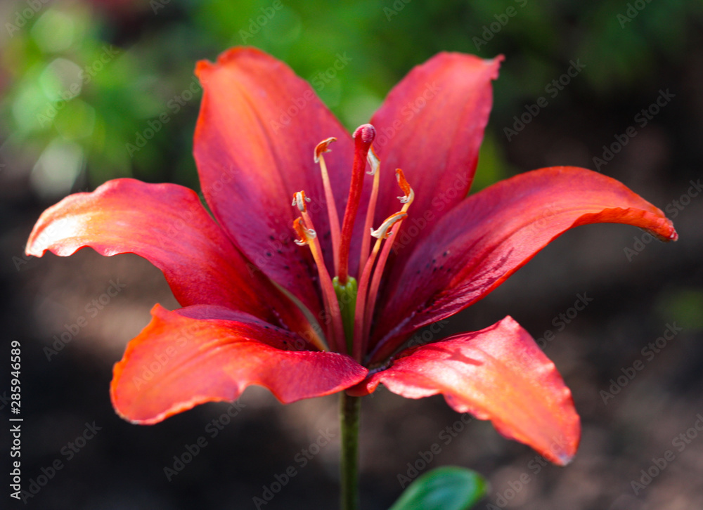 beautiful flowers in nature in the botanical garden beautiful flowers in nature in the botanical garden