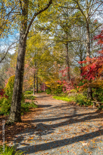 Walking path in autumn