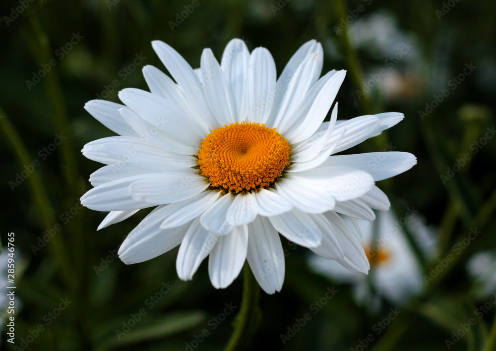 Fototapeta premium beautiful flowers in nature in the botanical garden