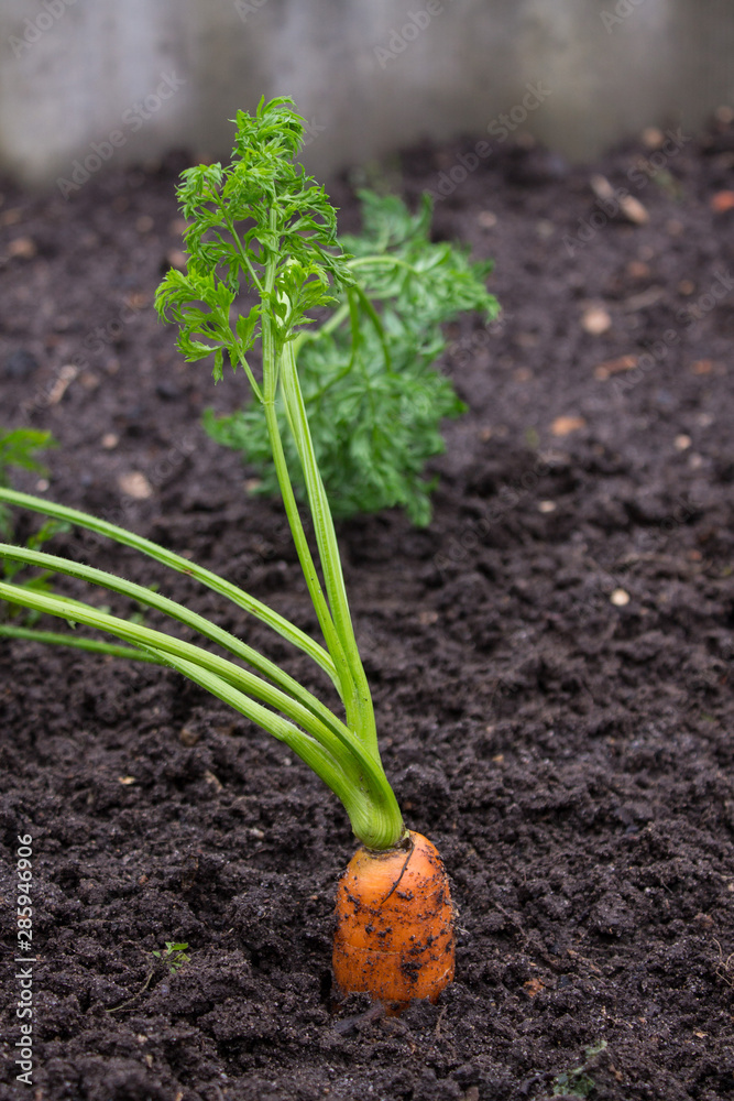 Ripe orange carrots in the soil Ripe orange carrots in the soil