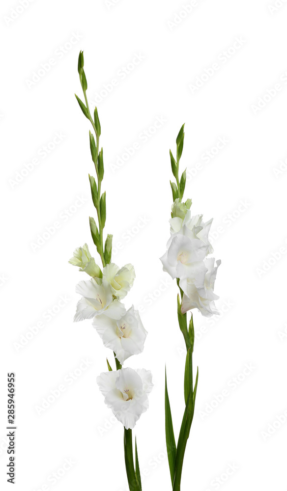 Fototapeta premium Beautiful fresh gladiolus flowers on white background