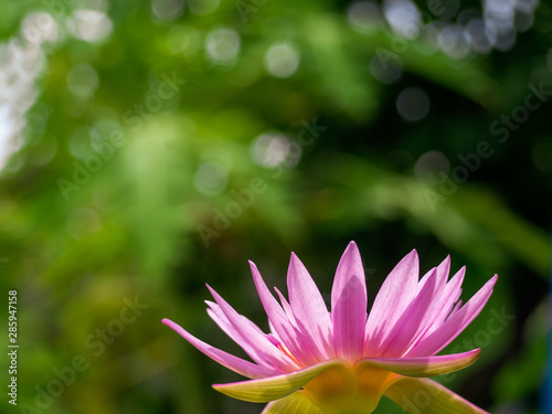 The pink of lotus flower