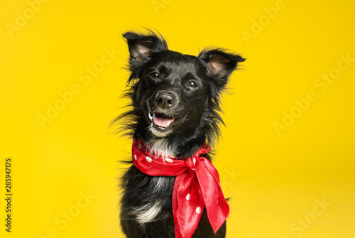 Fotografía Cute black dog with neckerchief on yellow background