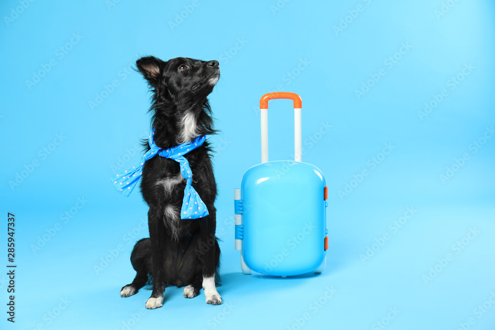 Cute dog with scarf and small suitcase on blue background - obrazy, fototapety, plakaty 