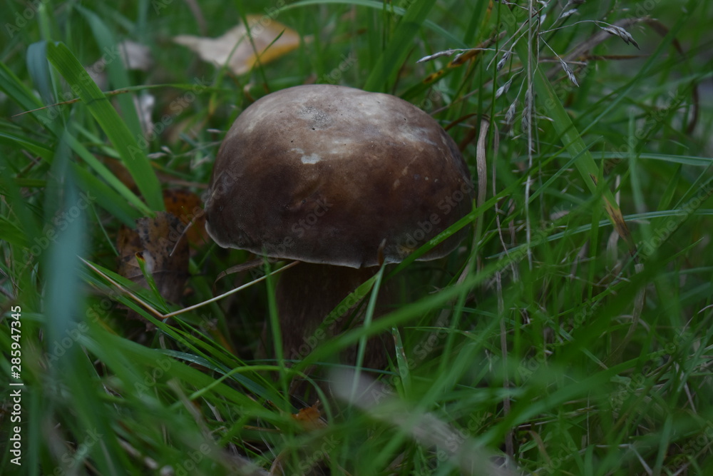 Beautiful mushrooms