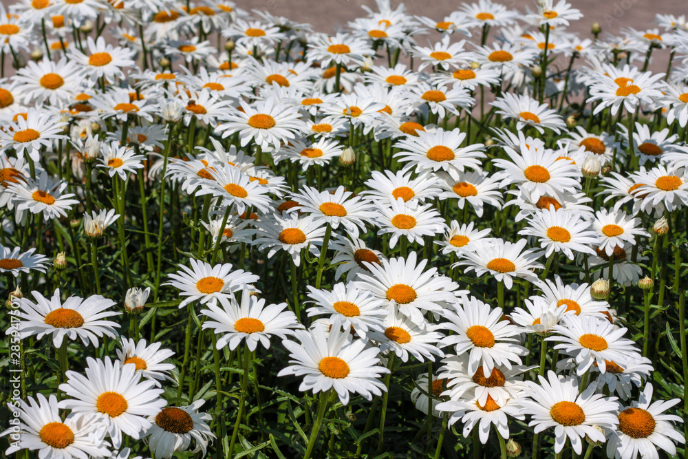 beautiful flowers in nature in the botanical garden beautiful flowers in nature in the botanical garden