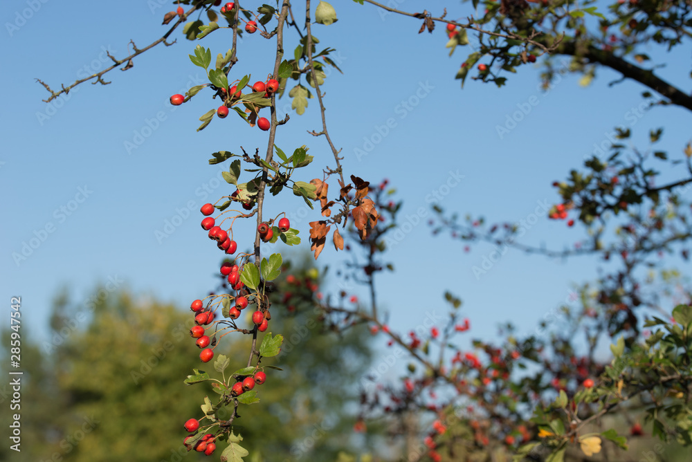 Crataegus , hawthorn, quickthorn red berries on branch Crataegus , hawthorn, quickthorn red berries on branch